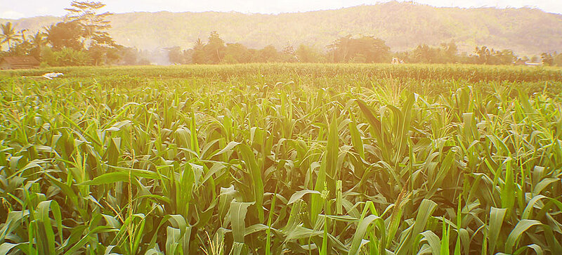 Un campo de maíz